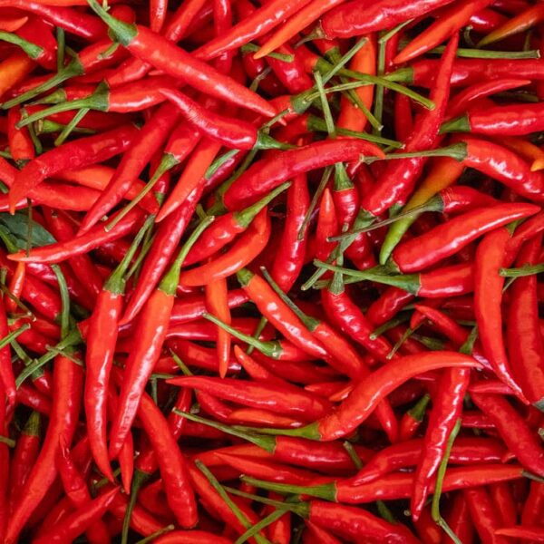 paprika ljutica