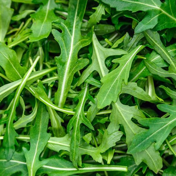 rukola